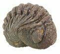 Bumpy Enrolled Morocops (Phacops) Trilobite #56560-1